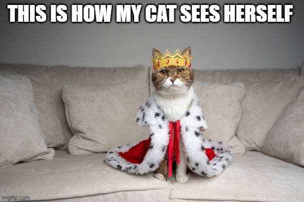 memes by Brad - This is how my cat sees herself - humor - | THIS IS HOW MY CAT SEES HERSELF | image tagged in cats,funny,kittens,funny cat memes,humor,queen | made w/ Imgflip meme maker