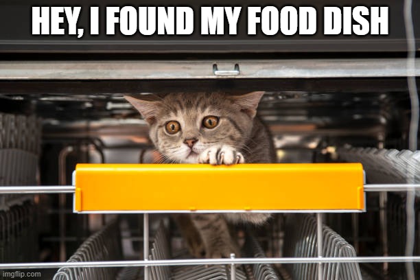 memes by Brad - my cat found his food bowl   - humor - | HEY, I FOUND MY FOOD DISH | image tagged in funny cats,cats,funny,kittens,humor,bowl | made w/ Imgflip meme maker