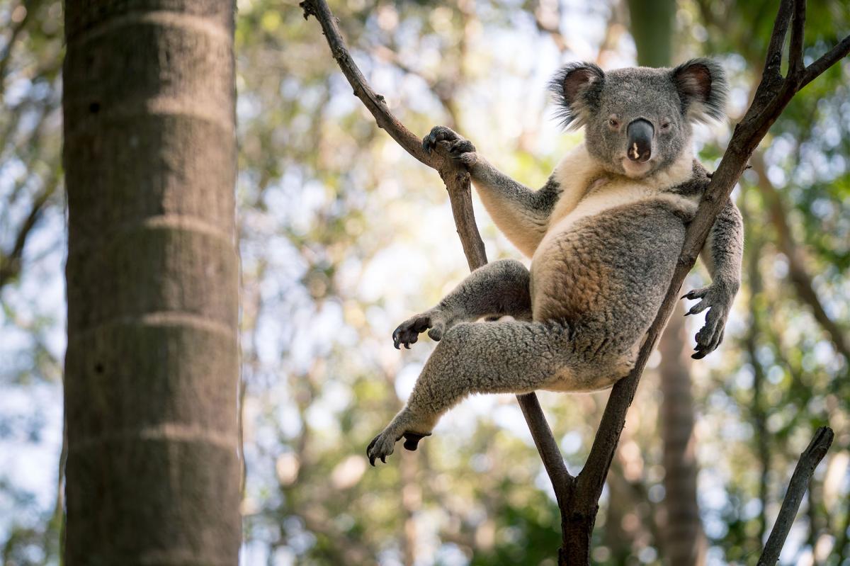 Sexy Koala Blank Meme Template