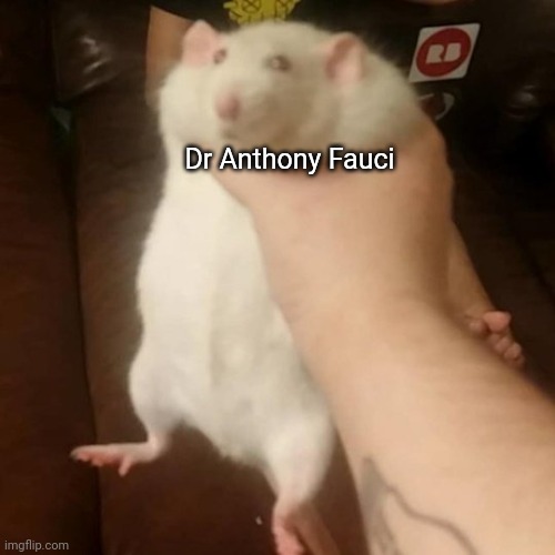 Grabbing a fat rat | Dr Anthony Fauci | image tagged in grabbing a fat rat | made w/ Imgflip meme maker