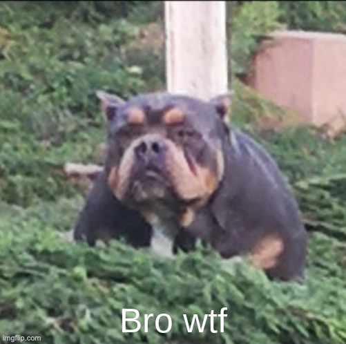 Bro wtf | image tagged in bro wtf | made w/ Imgflip meme maker