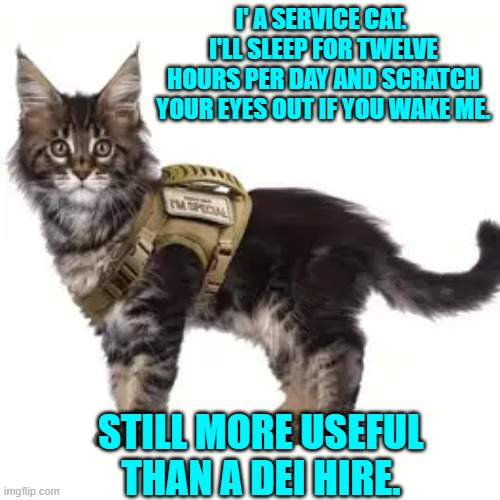 Can't really argue with that. | I' A SERVICE CAT.  I'LL SLEEP FOR TWELVE HOURS PER DAY AND SCRATCH YOUR EYES OUT IF YOU WAKE ME. STILL MORE USEFUL THAN A DEI HIRE. | image tagged in yep | made w/ Imgflip meme maker