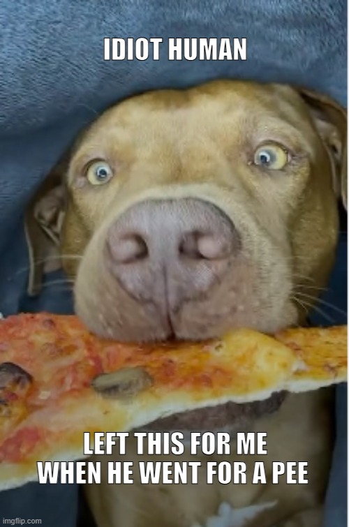 2 second rule | image tagged in dogs,dog,pizza,funny memes,memes | made w/ Imgflip meme maker