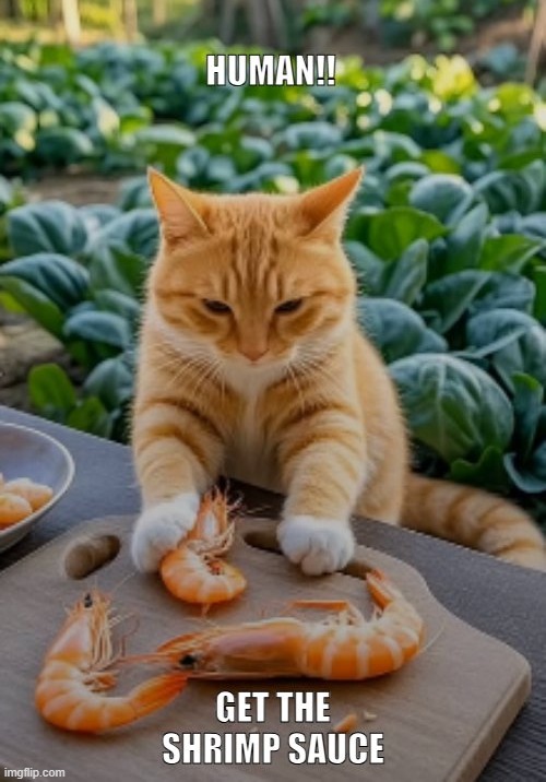 All you can eat Shrimp | image tagged in cats,cat,funny memes,shrimp,cat memes | made w/ Imgflip meme maker