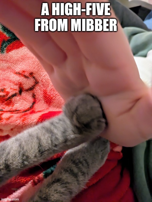 Lil paw | A HIGH-FIVE FROM MIBBER | image tagged in cute,wholesome | made w/ Imgflip meme maker