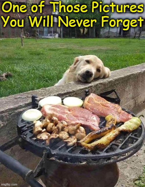 He's Such a Good Boy! | One of Those Pictures
You Will Never Forget | image tagged in so true memes,he's got the look,too cute,hungry,wholesome,funny because it's true | made w/ Imgflip meme maker