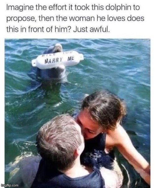 Failed zoophile | image tagged in zoophilia,dolphin,proposal | made w/ Imgflip meme maker