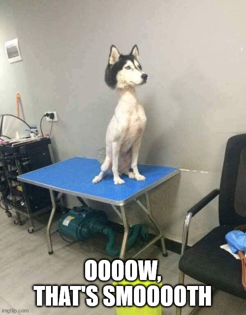 Shaved dog husky | OOOOW, THAT'S SMOOOOTH | image tagged in shaved dog husky | made w/ Imgflip meme maker