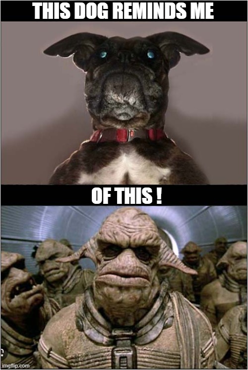 An Alien Canine ? | THIS DOG REMINDS ME; OF THIS ! | image tagged in dogs,aliens,the fifth element | made w/ Imgflip meme maker