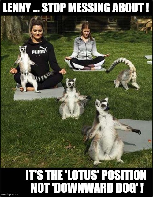 A Lemur Yoga Class | LENNY ... STOP MESSING ABOUT ! IT'S THE 'LOTUS' POSITION
 NOT 'DOWNWARD DOG' ! | image tagged in lemurs,yoga | made w/ Imgflip meme maker