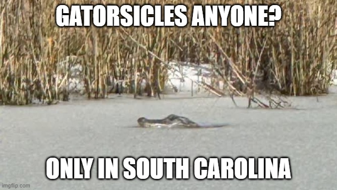 Gatorsicles Anyone? | GATORSICLES ANYONE? ONLY IN SOUTH CAROLINA | image tagged in gatorsicles anyone | made w/ Imgflip meme maker