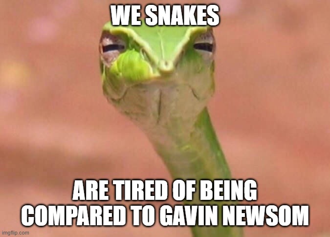 WE SNAKES ARE TIRED OF BEING COMPARED TO GAVIN NEWSOM | image tagged in skeptical snake | made w/ Imgflip meme maker