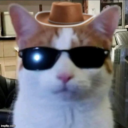 upvote this cat. Ignore/downvote for me to become stream mod | made w/ Imgflip meme maker