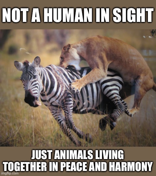 Animals living in peace and harmony | NOT A HUMAN IN SIGHT; JUST ANIMALS LIVING TOGETHER IN PEACE AND HARMONY | image tagged in animals,funny,memes,vegan,vegans | made w/ Imgflip meme maker