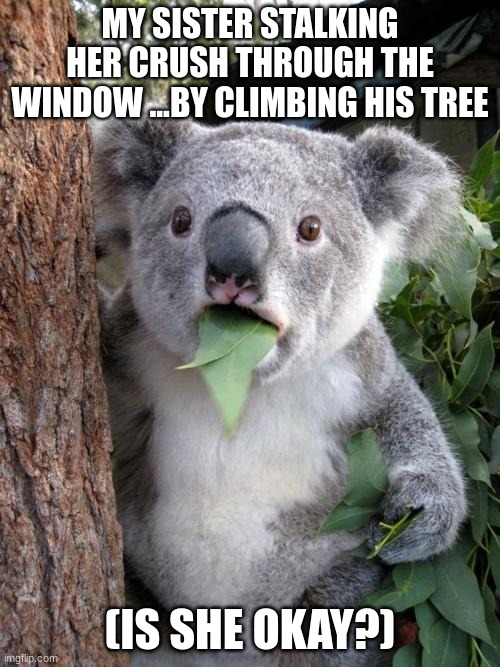 bro..she went crazy | MY SISTER STALKING HER CRUSH THROUGH THE WINDOW ...BY CLIMBING HIS TREE; (IS SHE OKAY?) | image tagged in memes,surprised koala | made w/ Imgflip meme maker