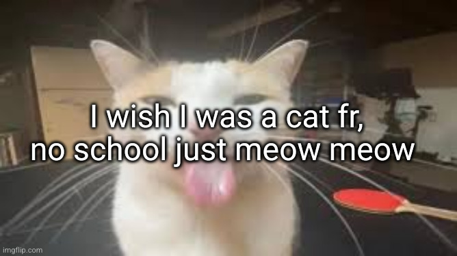 just meow meow | I wish I was a cat fr, no school just meow meow | image tagged in silly cat,cats,cat,funny,school,meow | made w/ Imgflip meme maker