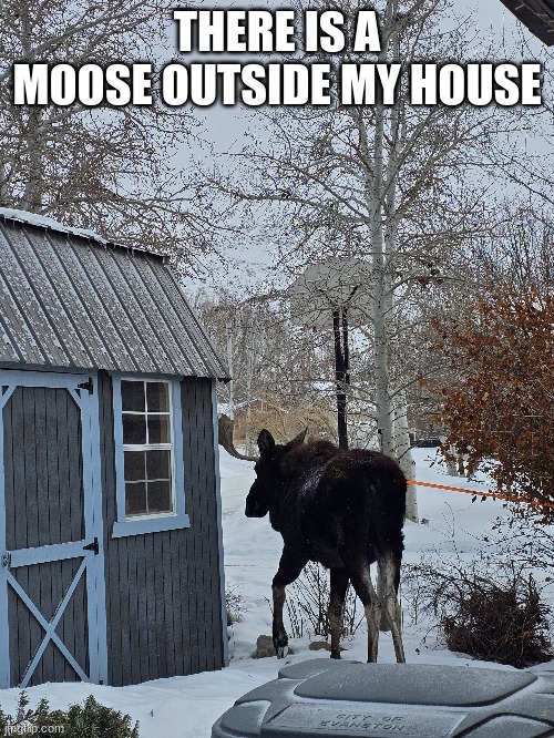 THERE IS A MOOSE OUTSIDE MY HOUSE | image tagged in moose | made w/ Imgflip meme maker