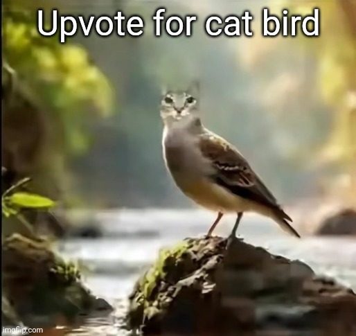 Cirb | Upvote for cat bird | image tagged in cirb,memes,cats,birds | made w/ Imgflip meme maker