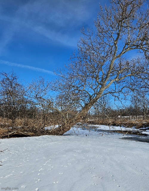 THIS BIG TREE GROWING OVER THE LAKE | image tagged in tree,lake,winter,snow | made w/ Imgflip meme maker