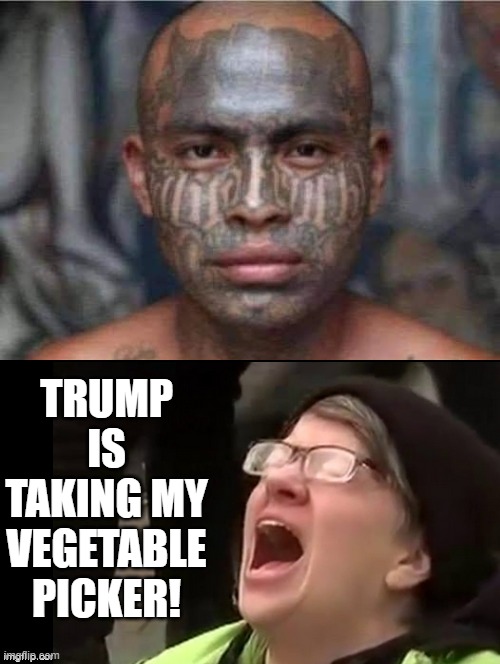 Trump is taking my vegetable picker!! | TRUMP IS TAKING MY VEGETABLE PICKER! | image tagged in illegal aliens | made w/ Imgflip meme maker