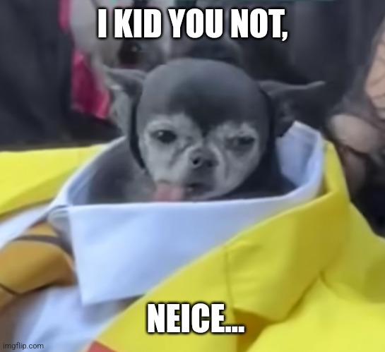 I KID YOU NOT, NEICE... | made w/ Imgflip meme maker