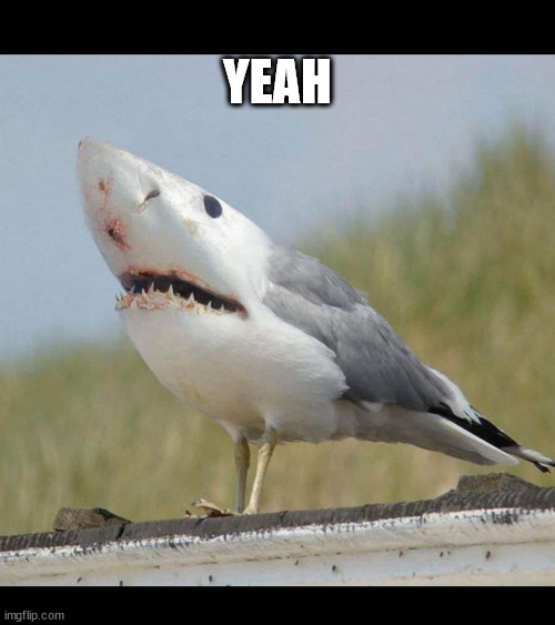 Shark bird | YEAH | image tagged in shark bird | made w/ Imgflip meme maker