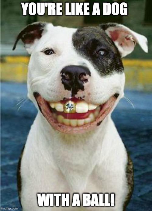 PIt Bull Smile | YOU'RE LIKE A DOG; WITH A BALL! | image tagged in pit bull smile | made w/ Imgflip meme maker