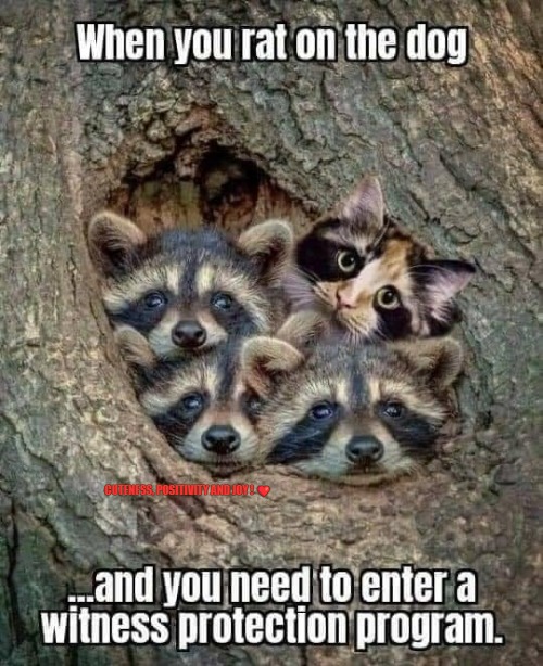 CUTENESS, POSITIVITY AND JOY ! ❤️ | made w/ Imgflip meme maker