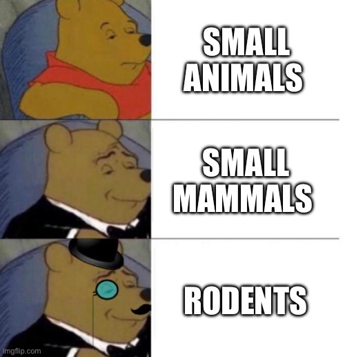 Tuxedo Winnie the Pooh (3 panel) | SMALL ANIMALS; SMALL MAMMALS; RODENTS | image tagged in tuxedo winnie the pooh 3 panel | made w/ Imgflip meme maker