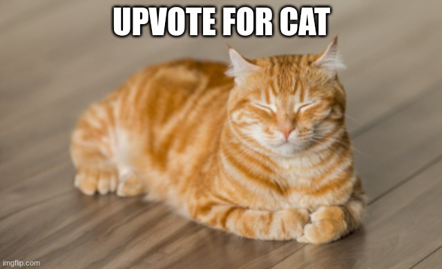 cat | UPVOTE FOR CAT | image tagged in cat,ginger cat | made w/ Imgflip meme maker