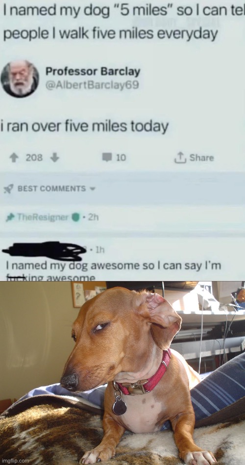 The joke continues | image tagged in suspicious dog,dog,names,running,awesome | made w/ Imgflip meme maker