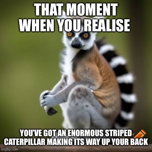 Lemur | THAT MOMENT WHEN YOU REALISE; YOU’VE GOT AN ENORMOUS STRIPED CATERPILLAR MAKING ITS WAY UP YOUR BACK | image tagged in funny memes | made w/ Imgflip meme maker