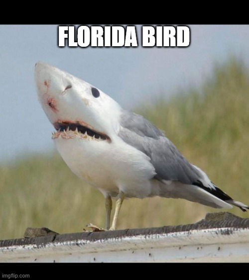 he sees you when you're suntanning... | FLORIDA BIRD | image tagged in shark bird,florida | made w/ Imgflip meme maker