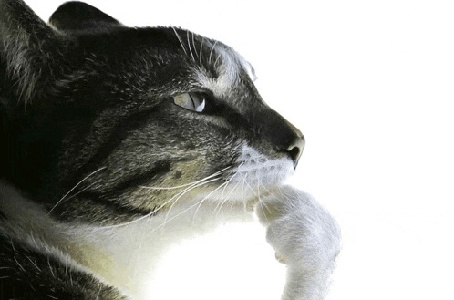 Cat Pondering Cat Meme Blank Meme Template