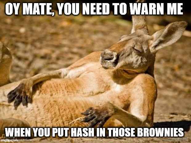 chillin kangaroo | OY MATE, YOU NEED TO WARN ME; WHEN YOU PUT HASH IN THOSE BROWNIES | image tagged in chillin kangaroo,getting high,high af,hash brownies,too damn high,too funny | made w/ Imgflip meme maker