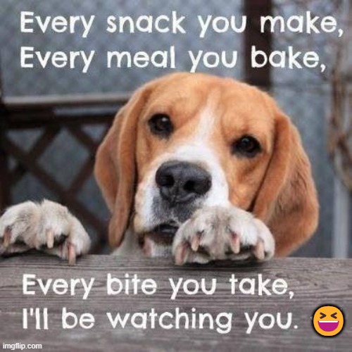 Funny because it's true... | 😆 | image tagged in dogs are alike,dogs are not dumb,funny because it's true,dogs,gotta love them,man's best friend | made w/ Imgflip meme maker