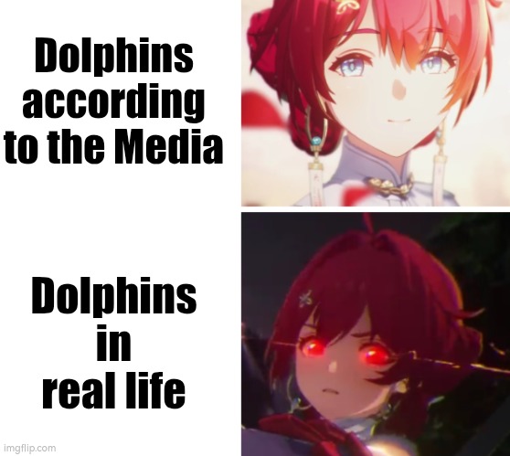 Meanwhile the Shark's is opposite | Dolphins according to the Media; Dolphins in real life | image tagged in memes,dolphins | made w/ Imgflip meme maker