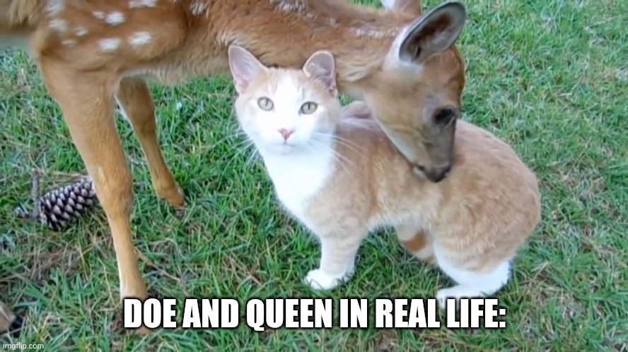 First time here | DOE AND QUEEN IN REAL LIFE: | image tagged in doe,queen,real life | made w/ Imgflip meme maker