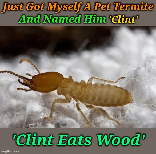 Wood You Believe It? 'Pun Weekend' | Just Got Myself A Pet Termite; And Named Him; 'Clint'; 'Clint Eats Wood' | image tagged in memes,pun weekend,clint eastwood,kraziness,puns,meme | made w/ Imgflip meme maker