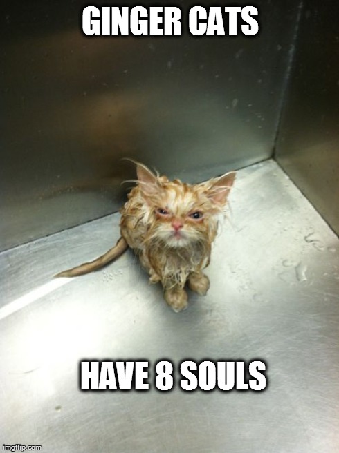 Kill You Cat Meme | GINGER CATS HAVE 8 SOULS | image tagged in memes,kill you cat | made w/ Imgflip meme maker