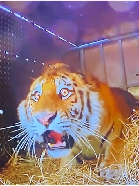 Scared Tiger Blank Meme Template