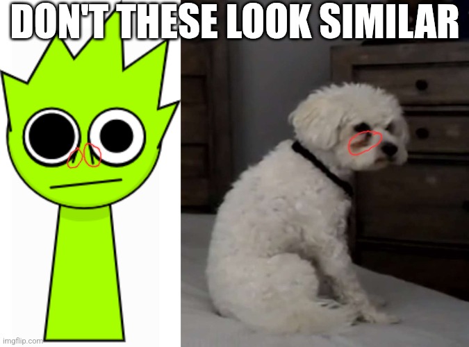 OWAKCX the crusty | DON'T THESE LOOK SIMILAR | image tagged in owakcx lime,crusty dog | made w/ Imgflip meme maker