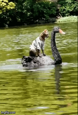 Riding the black swan - Imgflip