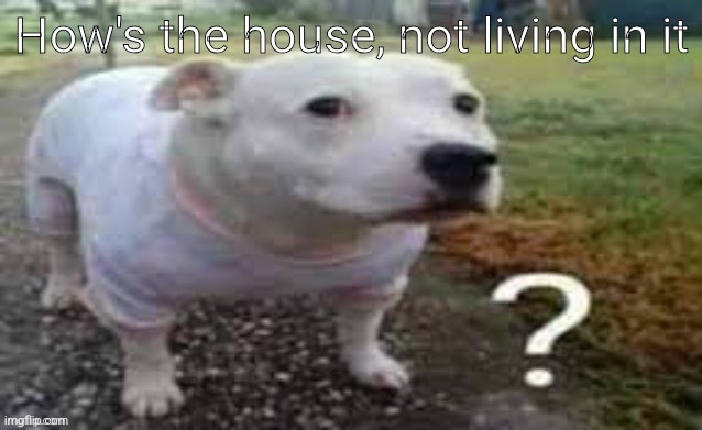 Dog question mark | How's the house, not living in it | image tagged in dog question mark | made w/ Imgflip meme maker