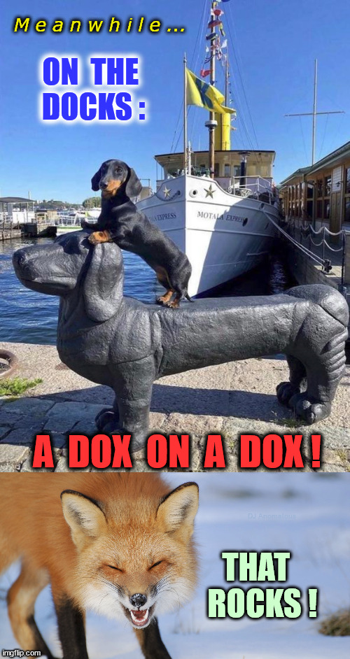 Weiner dogs? More like WINNER DOGS! Dachshunds rock. | M e a n w h i l e ... ON  THE 
DOCKS :; A  DOX  ON  A  DOX ! DJ Anomalous; THAT
  ROCKS ! | image tagged in dachshund,weiner,dogs,winner | made w/ Imgflip meme maker