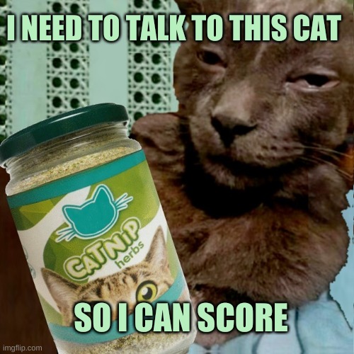 I NEED TO TALK TO THIS CAT SO I CAN SCORE | made w/ Imgflip meme maker