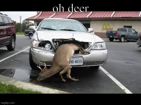 Oh dear! | oh deer | image tagged in oh dear | made w/ Imgflip meme maker