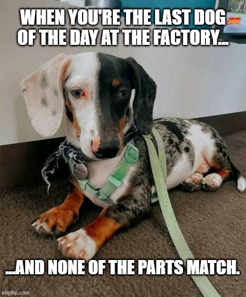 When you're the last dog off the assembly line... | WHEN YOU'RE THE LAST DOG OF THE DAY AT THE FACTORY... ...AND NONE OF THE PARTS MATCH. | image tagged in dog,mismatched parts | made w/ Imgflip meme maker