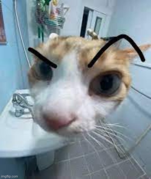 cat eyebrow raise | image tagged in cat eyebrow raise | made w/ Imgflip meme maker