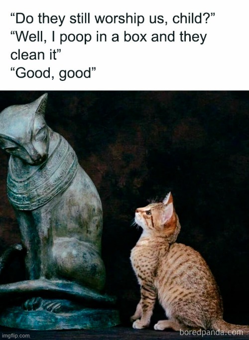 It's true though | image tagged in cats | made w/ Imgflip meme maker